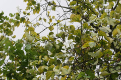 Bauhinia variegata var. candida